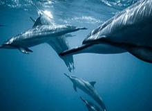 华体会app下载-欧冠抽签德甲回声：门兴遇到瓜帅 准备发动奇袭？